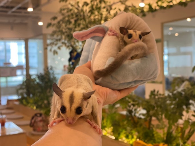 고슴도치 이미지